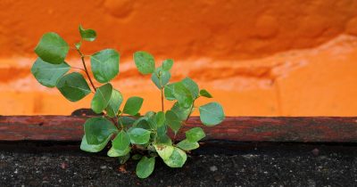 plant-3656739_1280 plant-3656739_1280