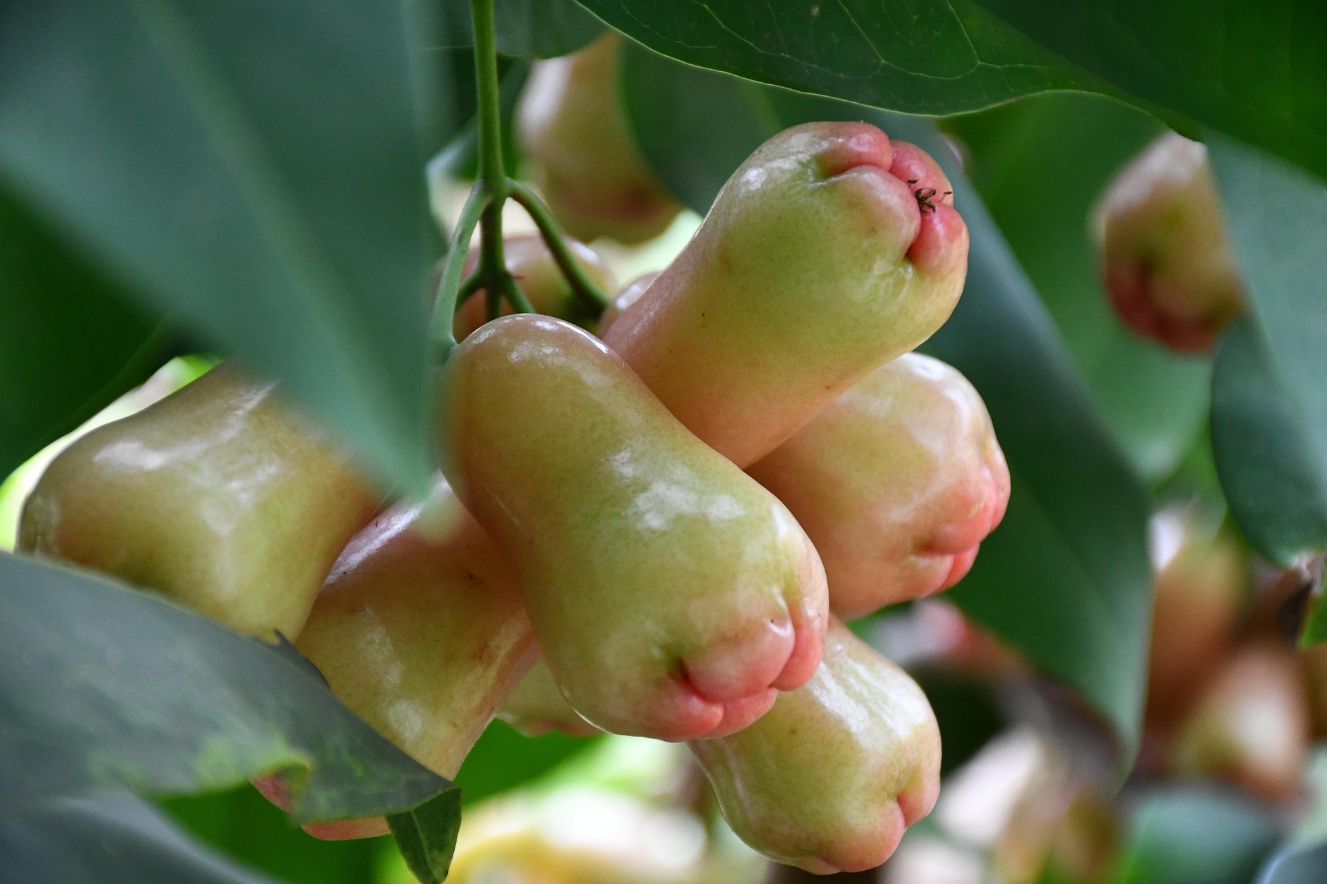 rose-apple-4967974_1920